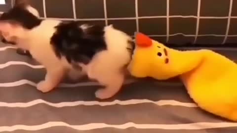 Cat clothes 😍