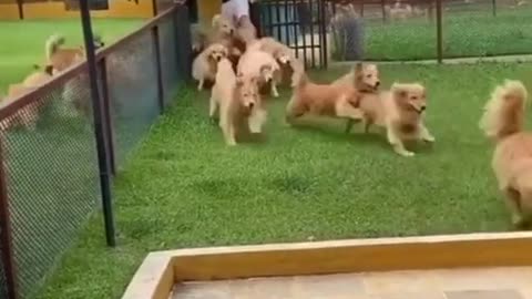 Dogs enjoying In swimming pool