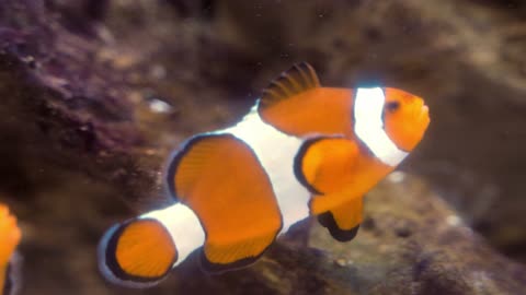 beautiful aquarium red fish