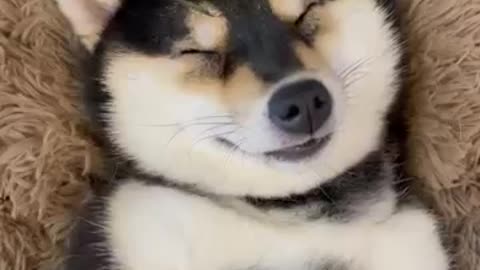 Dog relaxed mood