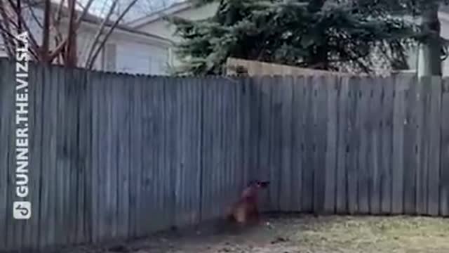 PROOF Dogs Are The Most Dramatic Animals