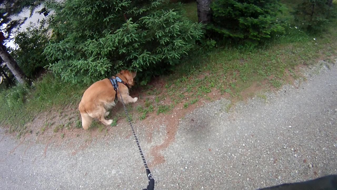 July 4th, 61º Flynn and I go North.