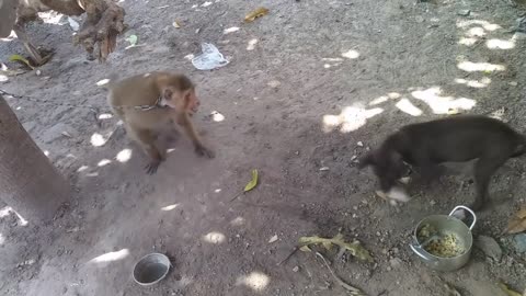 Monkey vs dog real fight funny dog vs monkey video l funny video l comedy videos