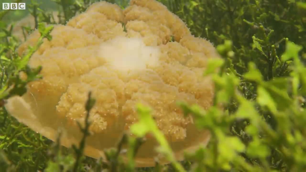 The Lake Filled With Over One Million Jellyfish | BBC Earth