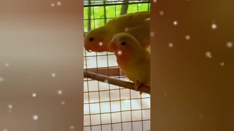 Love bird Lovely Video