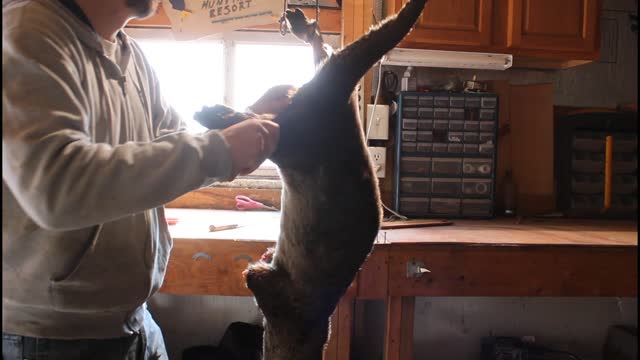 skinning river otter