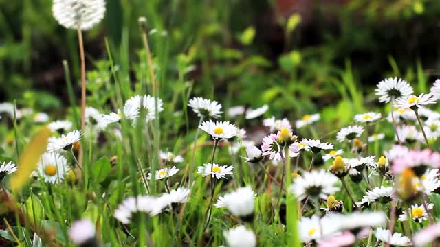 HD flower video | Amazing nature Beautiful flowers Drone footages