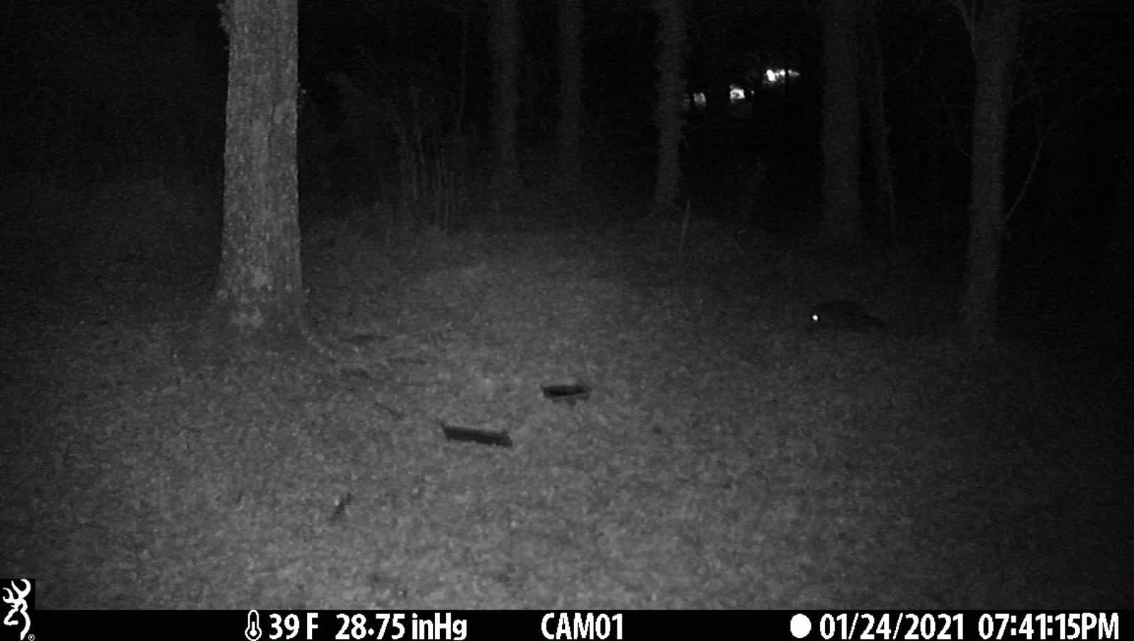 Racoon on trail cam 1-24-21