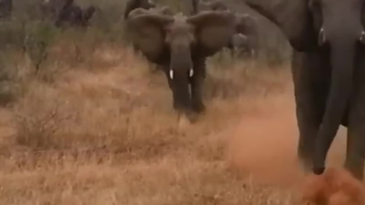 elephant herd attack tourists