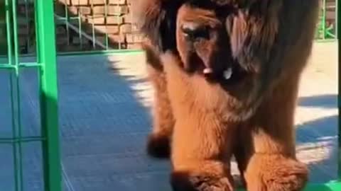 Baby Dogs 🐶 Cute and Funny Dog Videos Puppy Dogs Compilation