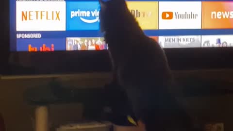 Kitty Goes Crazy over Loading Indicator