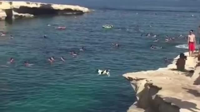 FUNNY ANIMALS VIDEOS TRY NOT TO LAUGH | FUNNY CATS | FUNNY DOG...