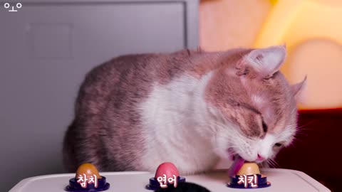 Cute Cat Eating Desserts ASMR