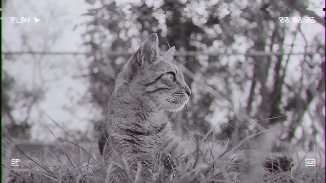 The Cat is love