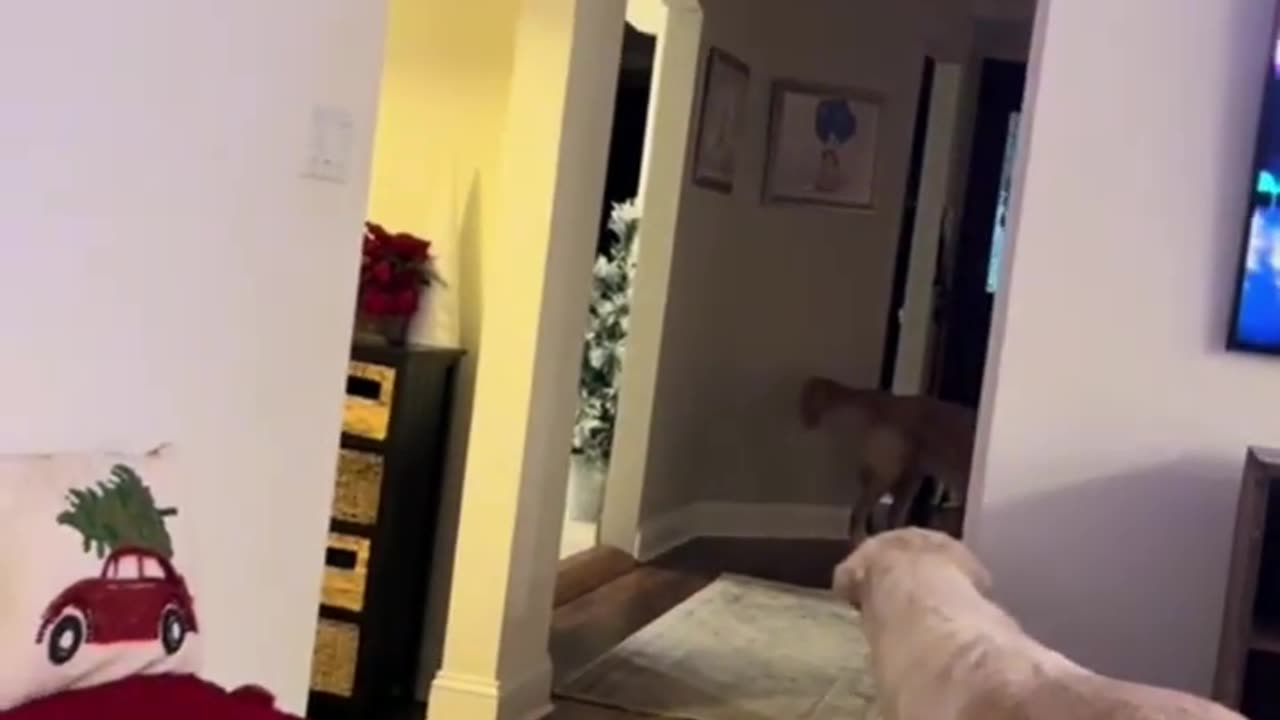 I I could watch that all day 😂😂😂 #funny #viral #shorts #dogs #humorfolder