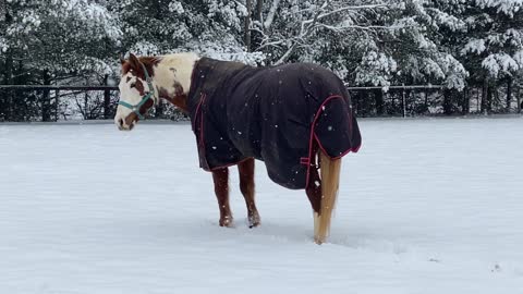 Snow day frolic and play.