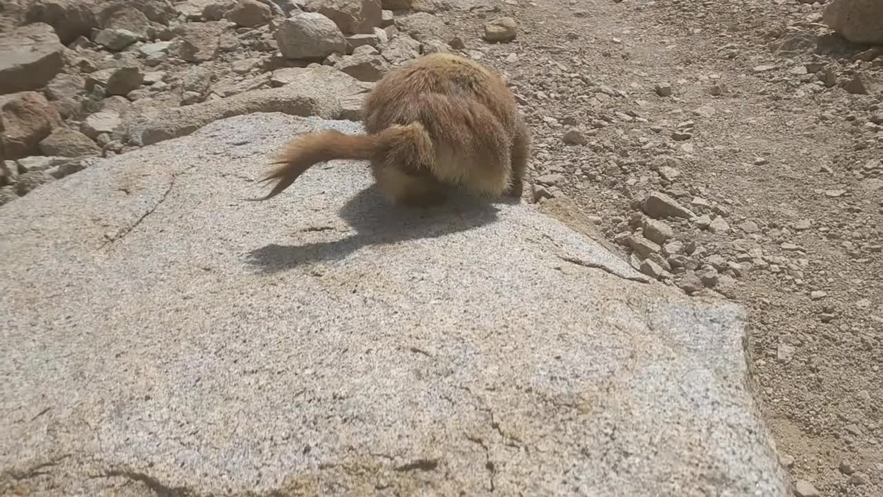 Overly Friendly Marmot