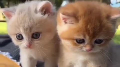 Cute cat