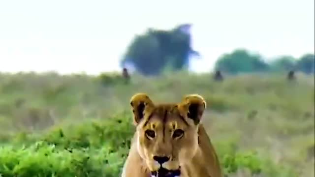 Cute animal 7 little Cheetah