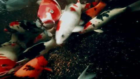 KOI FISH A goldfish