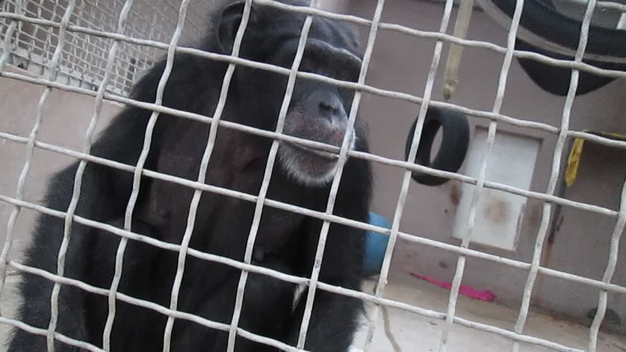 Chimp eating oatmeal