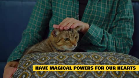 7 amazing health benefits of having cats