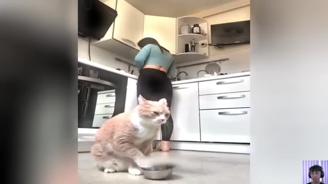 Chef Cat Compilation Cat Cooking Food 2