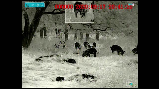 Feral hog eradication 2