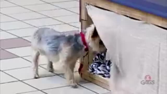 Dog Pranks vedio