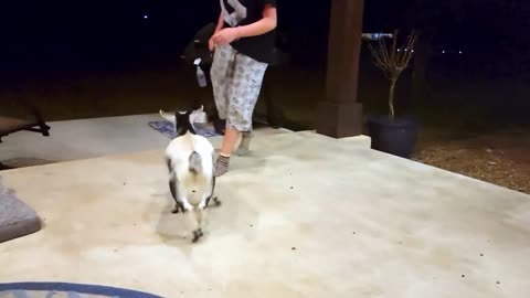 Rescued goat loves chasing her family