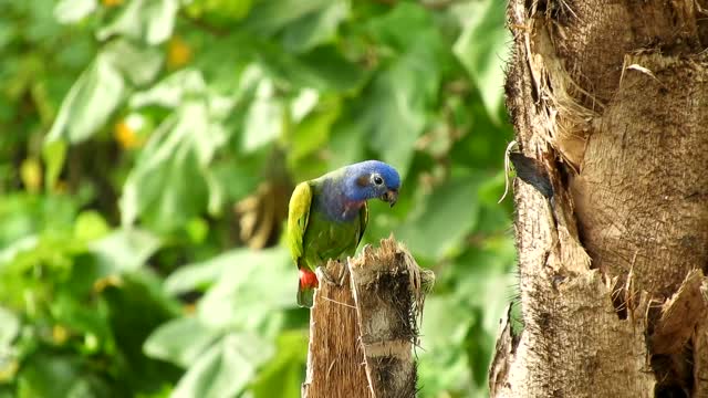 The color harmony of the parrot with nature is very beautiful