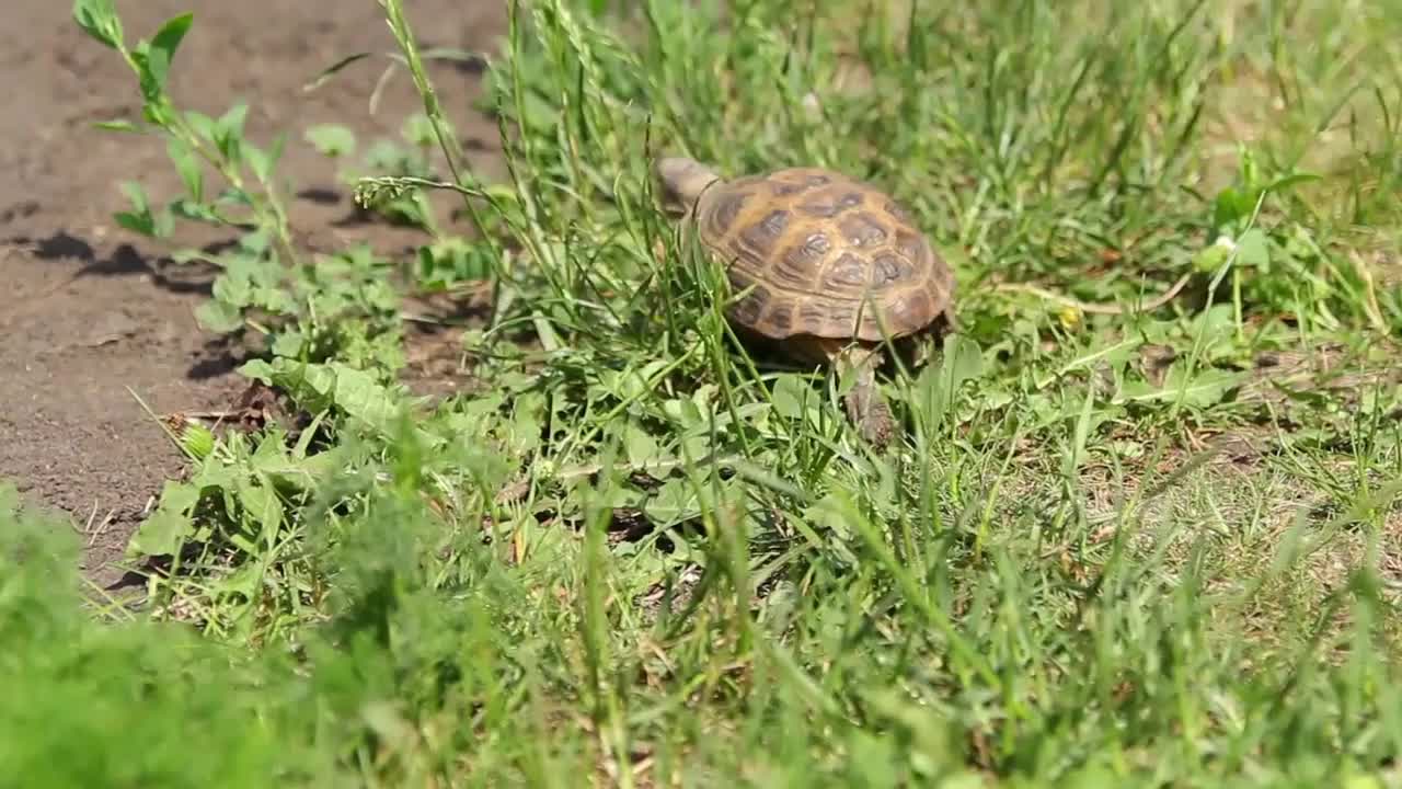 Brown turtle moving through the scene on green grass