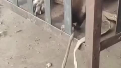 Funny video dok cot