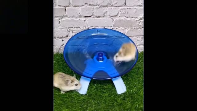 Try Not To Laugh To These Hilarious Pet Compilations