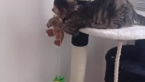My cat "Micka" just playing crazy