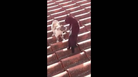 Funny cats viral videos