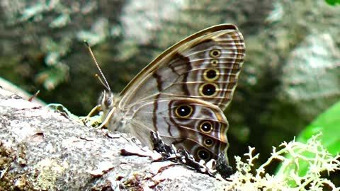 Pearly Eye Butterfly