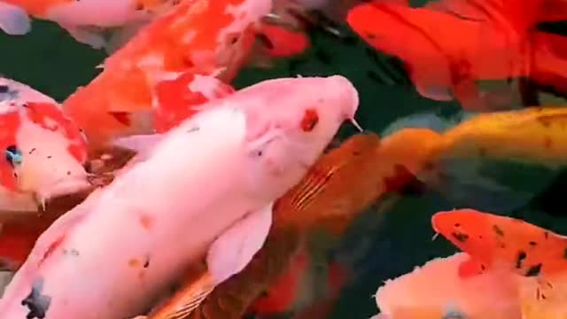 fish swimming in water