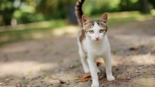 Cute white cat on the path in summer park, close up