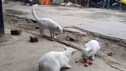 White cats eating meat | cats pet | pets | cute white cats