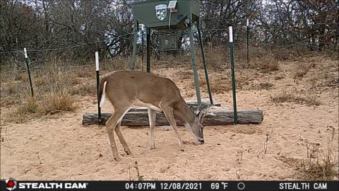 12-07-21 to 12-08-21 Game Cam