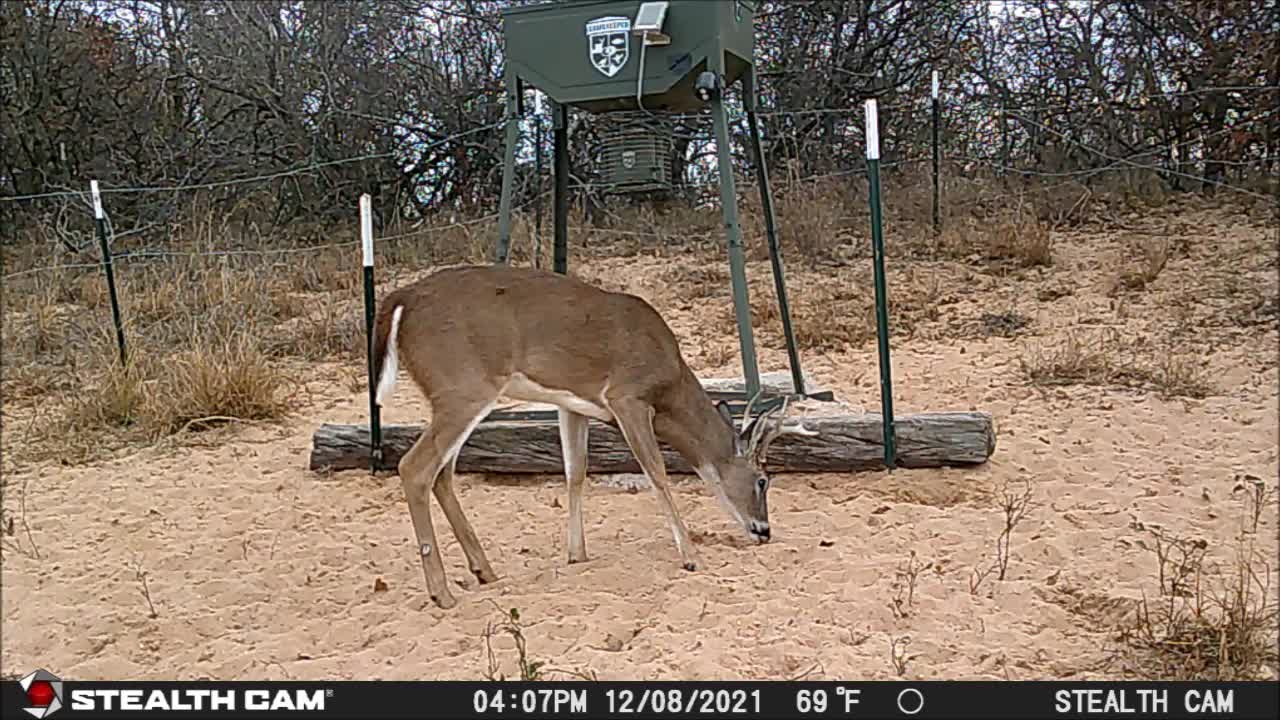 12-07-21 to 12-08-21 Game Cam