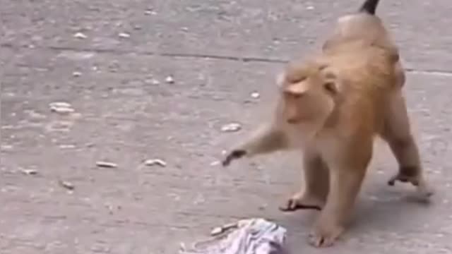 Prank with monkey