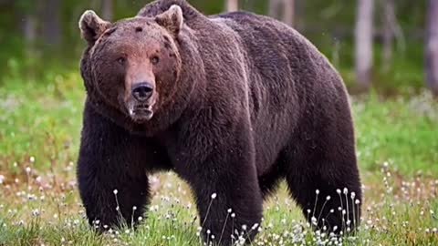 Animal without hair 🐻🦉