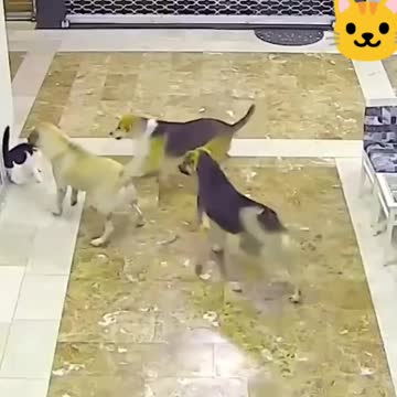 No one messes with this mama cat!