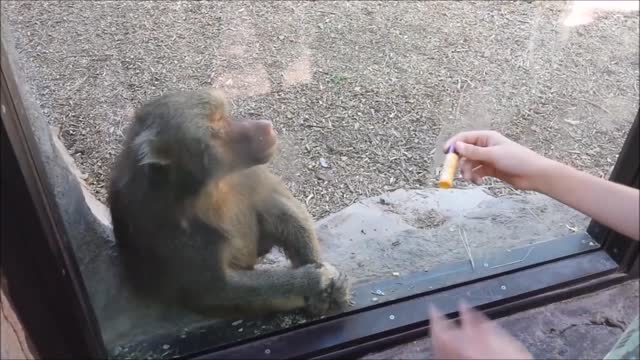 Monkey shocked by MAGIC TRICK