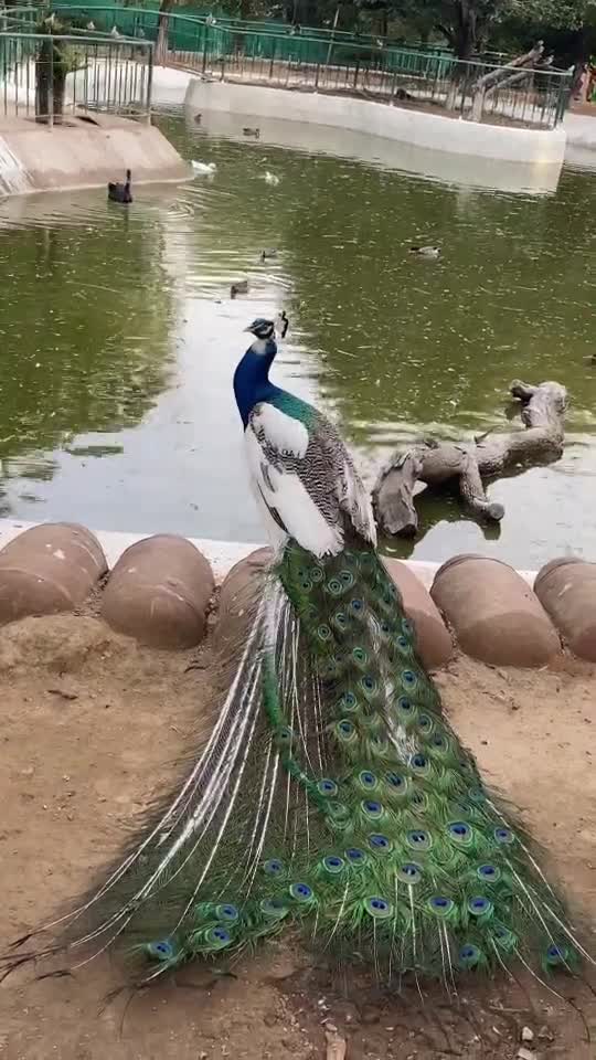 Animals lover 🤩 beautiful animal ❤️