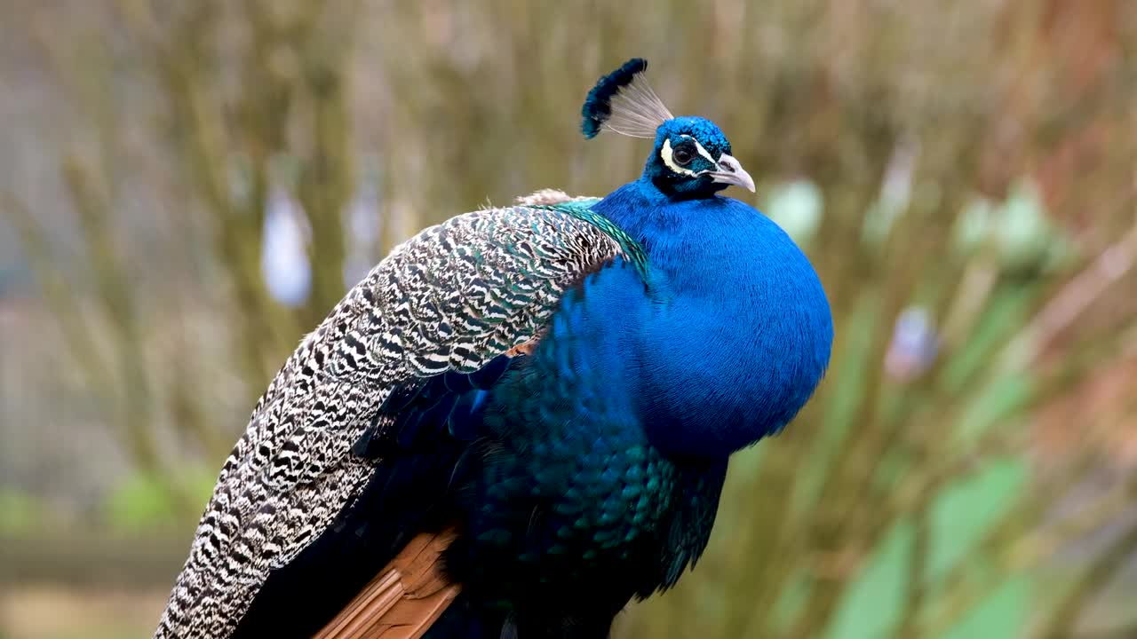 Beautiful Natural peacock bird video