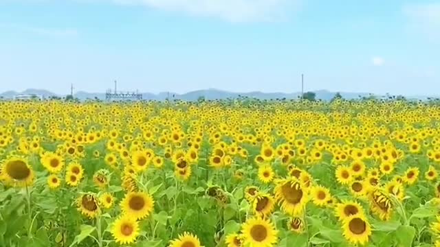 Who should I go with to see such a beautiful sunflower?