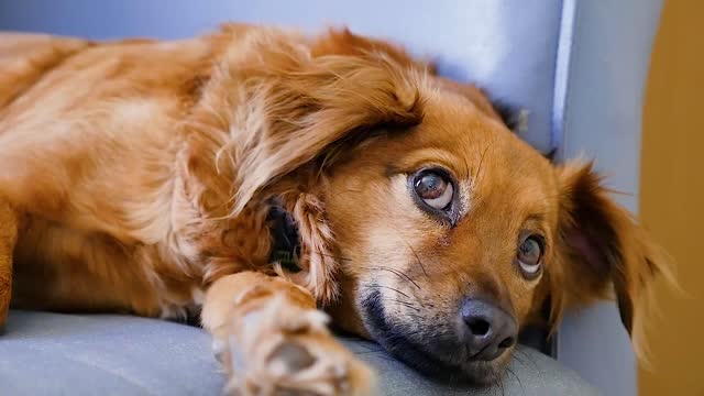 Very cute dog looking around with all kindness